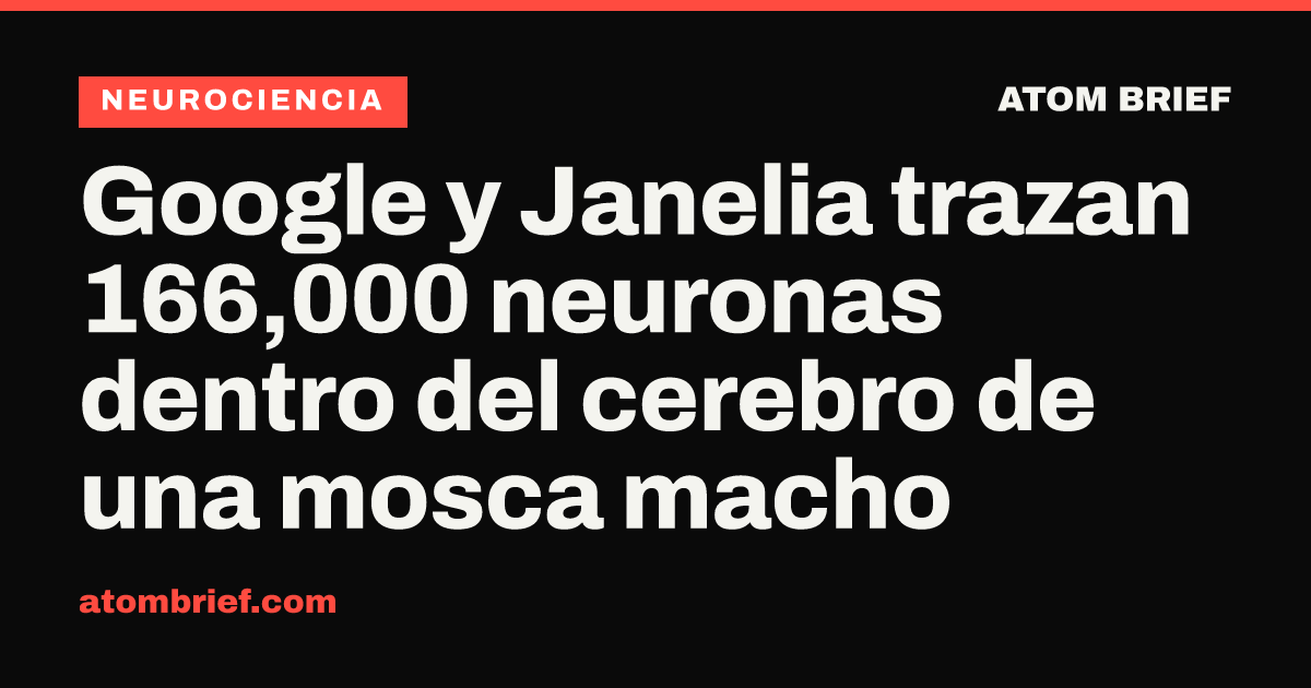 Google y Janelia trazan 166,000 neuronas dentro del cerebro de una mosca macho