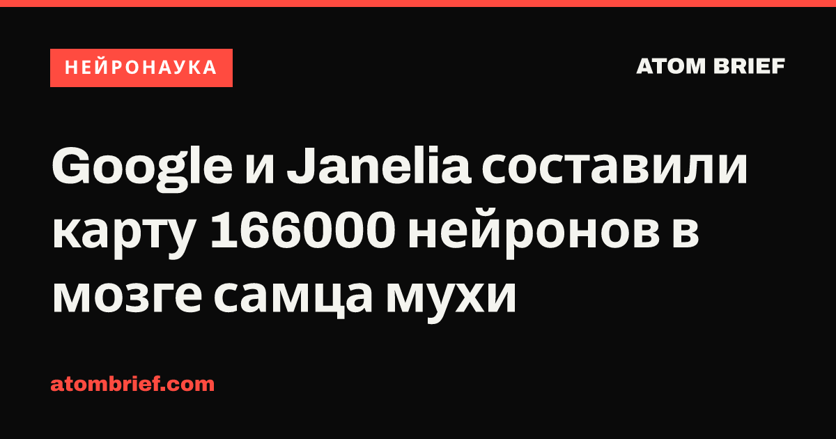 Google и Janelia составили карту 166000 нейронов в мозге самца мухи
