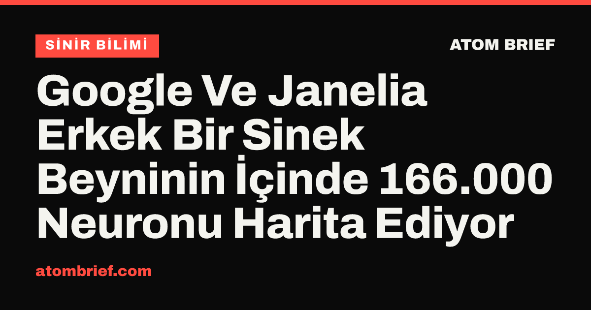 Google Ve Janelia Erkek Bir Sinek Beyninin İçinde 166.000 Neuronu Harita Ediyor