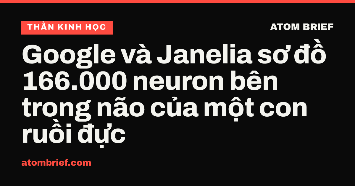 Google và Janelia sơ đồ 166.000 neuron bên trong não của một con ruồi đực