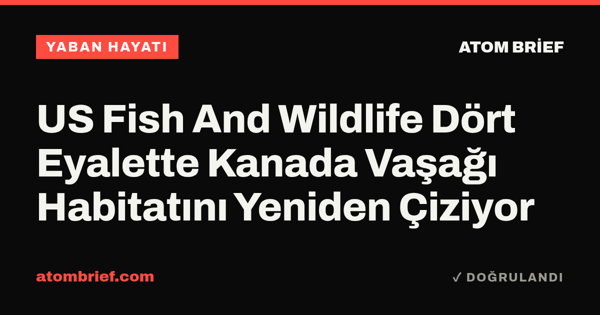 US Fish And Wildlife Dört Eyalette Kanada Vaşağı Habitatını Yeniden Çiziyor